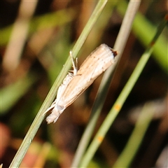 Culladia cuneiferellus (Crambinae moth) at Gundaroo, NSW - 6 Nov 2024 by ConBoekel