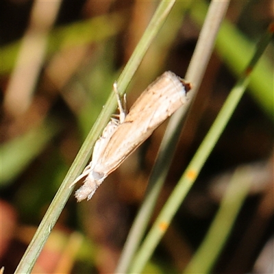 Culladia cuneiferellus (Crambinae moth) at Gundaroo, NSW - 6 Nov 2024 by ConBoekel