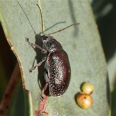 Edusella sp. (genus) (A leaf beetle) at Gundaroo, NSW - 5 Nov 2024 by ConBoekel