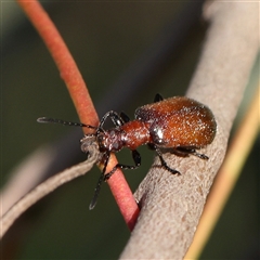 Ecnolagria grandis (Honeybrown beetle) at Gundaroo, NSW - 5 Nov 2024 by ConBoekel