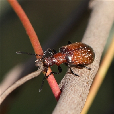 Ecnolagria grandis (Honeybrown beetle) at Gundaroo, NSW - 5 Nov 2024 by ConBoekel