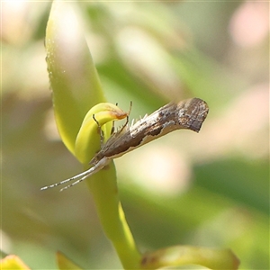 Plutella xylostella at Gundaroo, NSW - 6 Nov 2024