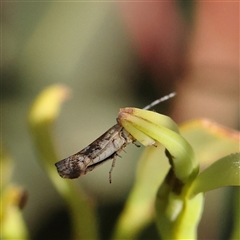 Plutella xylostella at Gundaroo, NSW - 6 Nov 2024