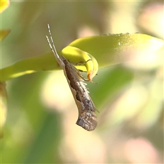 Plutella xylostella at Gundaroo, NSW - 6 Nov 2024