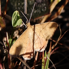 Scopula rubraria (Reddish Wave, Plantain Moth) at Gundaroo, NSW - 6 Nov 2024 by ConBoekel