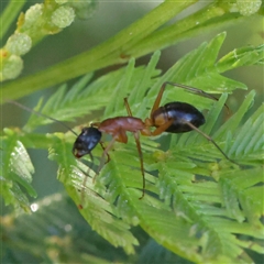 Camponotus consobrinus (Banded sugar ant) at Gundaroo, NSW - 5 Nov 2024 by ConBoekel