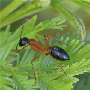 Camponotus consobrinus at Gundaroo, NSW - 6 Nov 2024 08:01 AM