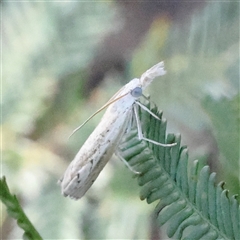 Culladia cuneiferellus (Crambinae moth) at Gundaroo, NSW - 6 Nov 2024 by ConBoekel