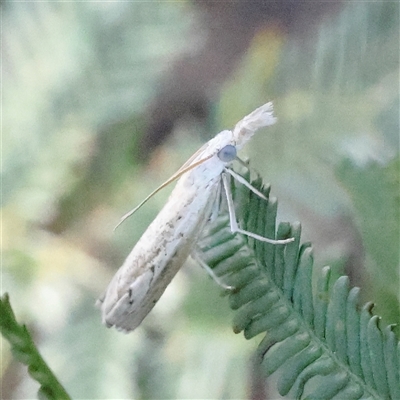 Culladia cuneiferellus (Crambinae moth) at Gundaroo, NSW - 5 Nov 2024 by ConBoekel