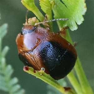 Dicranosterna immaculata at Gundaroo, NSW - 6 Nov 2024