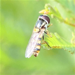 Simosyrphus grandicornis (Common hover fly) at Gundaroo, NSW - 5 Nov 2024 by ConBoekel