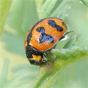 Coccinella transversalis at Gundaroo, NSW - 6 Nov 2024 08:03 AM