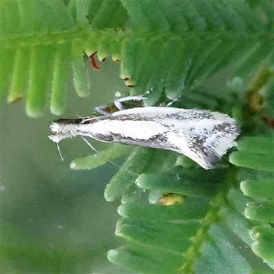 Thema macroscia (A concealer moth) at Gundaroo, NSW - 6 Nov 2024 by ConBoekel