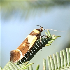 Macrobathra chrysotoxa (A cosmet moth) at Gundaroo, NSW - 6 Nov 2024 by ConBoekel