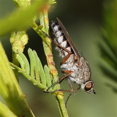 Anabarhynchus plumbeoides (Stiletto fly) at Gundaroo, NSW - 6 Nov 2024 by ConBoekel