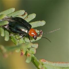 Adoxia benallae (Leaf beetle) at Gundaroo, NSW - 6 Nov 2024 by ConBoekel