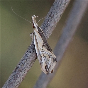 Thema macroscia at Gundaroo, NSW - 6 Nov 2024