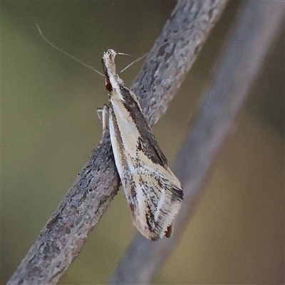 Thema macroscia (A concealer moth) at Gundaroo, NSW - 6 Nov 2024 by ConBoekel