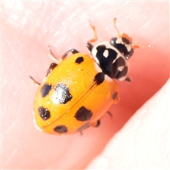 Hippodamia variegata (Spotted Amber Ladybird) at Gundaroo, NSW - 5 Nov 2024 by ConBoekel