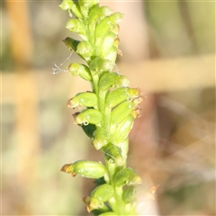 Microtis sp. (Onion Orchid) at Gundaroo, NSW - 6 Nov 2024 by ConBoekel