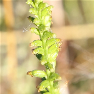 Microtis sp. at Gundaroo, NSW - 6 Nov 2024