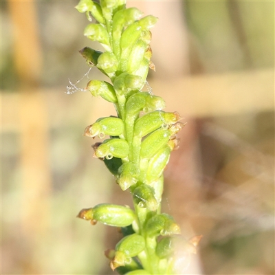 Microtis sp. (Onion Orchid) at Gundaroo, NSW - 5 Nov 2024 by ConBoekel