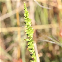 Microtis sp. at Gundaroo, NSW - 6 Nov 2024