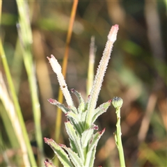 Epilobium hirtigerum (Hairy Willowherb) at Gundaroo, NSW - 5 Nov 2024 by ConBoekel