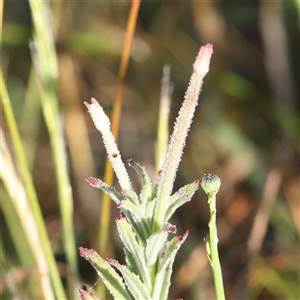 Epilobium hirtigerum at Gundaroo, NSW - 6 Nov 2024 08:15 AM