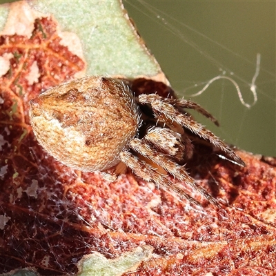 Hortophora sp. (genus) (Garden orb weaver) at Gundaroo, NSW - 6 Nov 2024 by ConBoekel