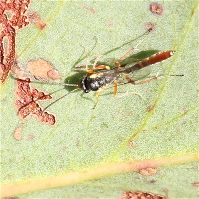 Ichneumonidae (family) (Unidentified ichneumon wasp) at Gundaroo, NSW - 5 Nov 2024 by ConBoekel