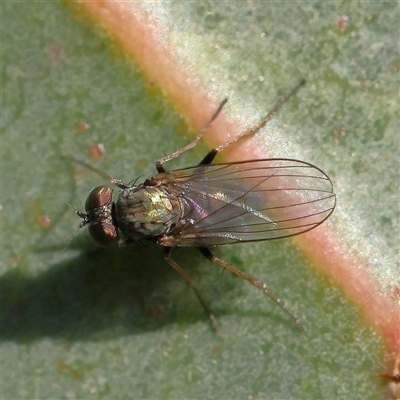 Unidentified True fly (Diptera) at Gundaroo, NSW - 6 Nov 2024 by ConBoekel