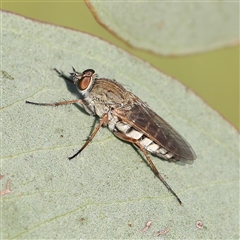 Anabarhynchus plumbeoides (Stiletto fly) at Gundaroo, NSW - 5 Nov 2024 by ConBoekel