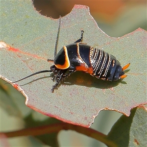 Ellipsidion australe at Gundaroo, NSW - 6 Nov 2024 08:23 AM