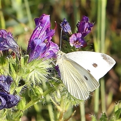 Pieris rapae (Cabbage White) at Gundaroo, NSW - 6 Nov 2024 by ConBoekel