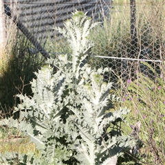 Onopordum acanthium (Scotch Thistle) at Gundaroo, NSW - 5 Nov 2024 by ConBoekel