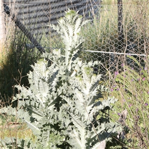 Onopordum acanthium at Gundaroo, NSW - 6 Nov 2024