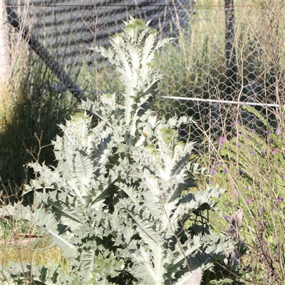 Onopordum acanthium (Scotch Thistle) at Gundaroo, NSW - 6 Nov 2024 by ConBoekel