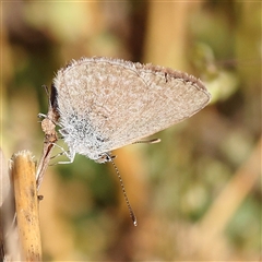 Zizina otis (Common Grass-Blue) at Gundaroo, NSW - 6 Nov 2024 by ConBoekel