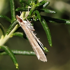 Eudonia cleodoralis (A Crambid moth) at Gundaroo, NSW - 6 Nov 2024 by ConBoekel