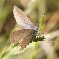 Zizina otis (Common Grass-Blue) at Gundaroo, NSW - 5 Nov 2024 by ConBoekel