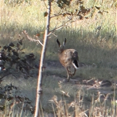 Lepus capensis (Brown Hare) at Gundaroo, NSW - 6 Nov 2024 by ConBoekel