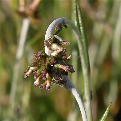 Euchiton japonicus (Creeping Cudweed) at Gundaroo, NSW - 6 Nov 2024 by ConBoekel