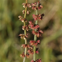Rumex brownii (Slender Dock) at Gundaroo, NSW - 6 Nov 2024 by ConBoekel