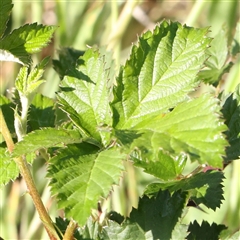 Rubus anglocandicans (Blackberry) at Gundaroo, NSW - 5 Nov 2024 by ConBoekel