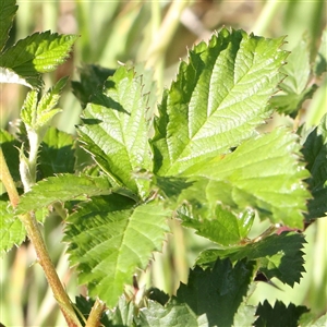 Rubus anglocandicans at Gundaroo, NSW - 6 Nov 2024 08:39 AM