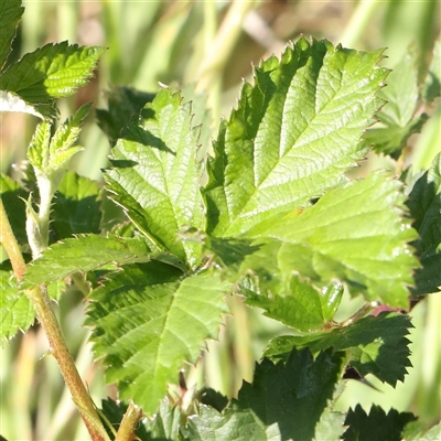 Rubus anglocandicans (Blackberry) at Gundaroo, NSW - 5 Nov 2024 by ConBoekel