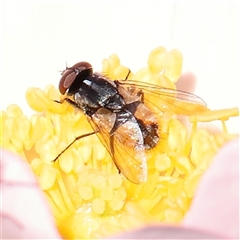 Tachinidae (family) (Unidentified Bristle fly) at Gundaroo, NSW - 6 Nov 2024 by ConBoekel