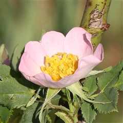 Rosa canina (Dog Rose) at Gundaroo, NSW - 6 Nov 2024 by ConBoekel