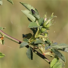 Rosa canina at Gundaroo, NSW - 6 Nov 2024 08:41 AM